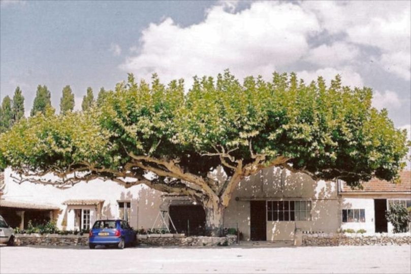 Pollarded tree, Provenance France (copyright Jake Hobson)