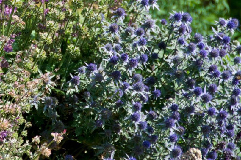 Eryngium x Tripartitum