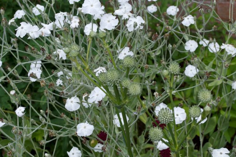 Eryngium Yuccifolium & Lychnis Coronaria