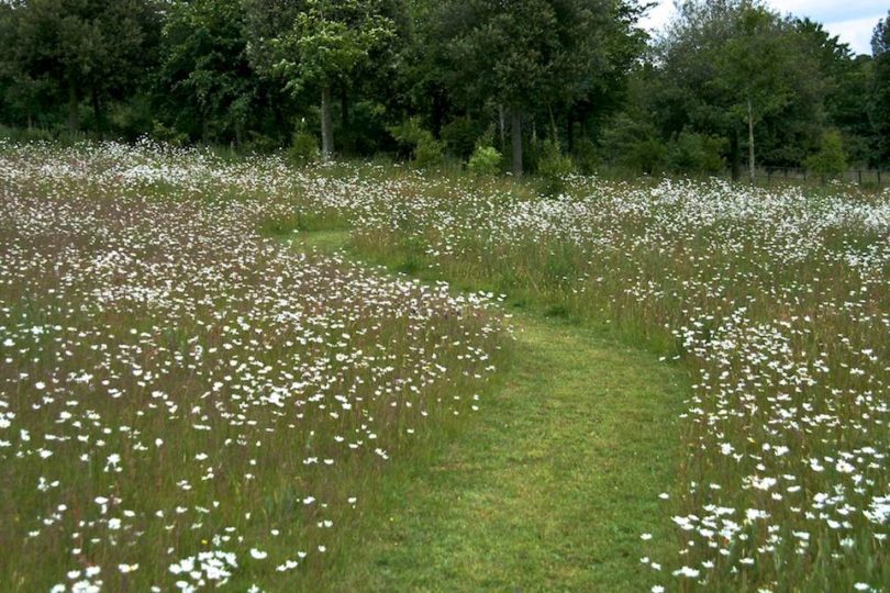 Peter Clay's stunning wild flower meadow