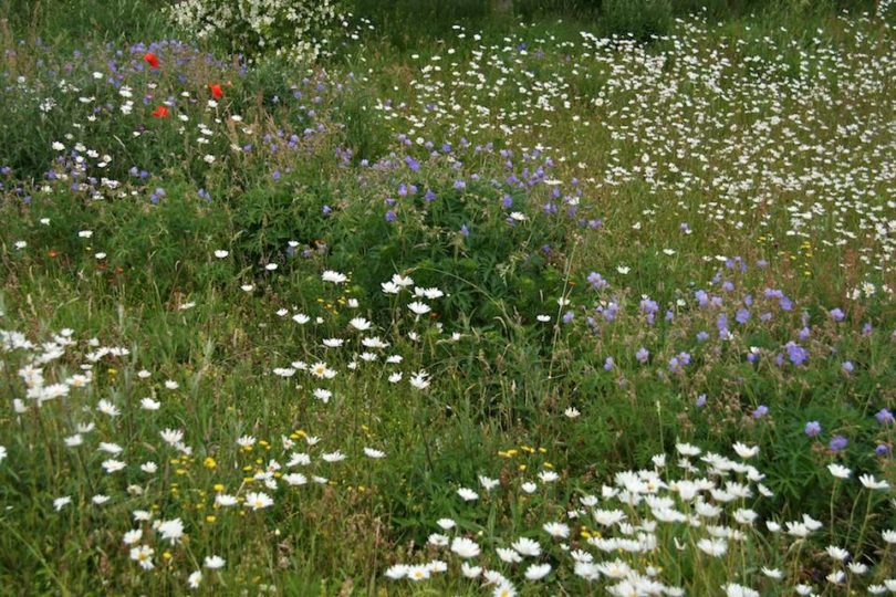 Peter Clay's stunning wild flower meadow