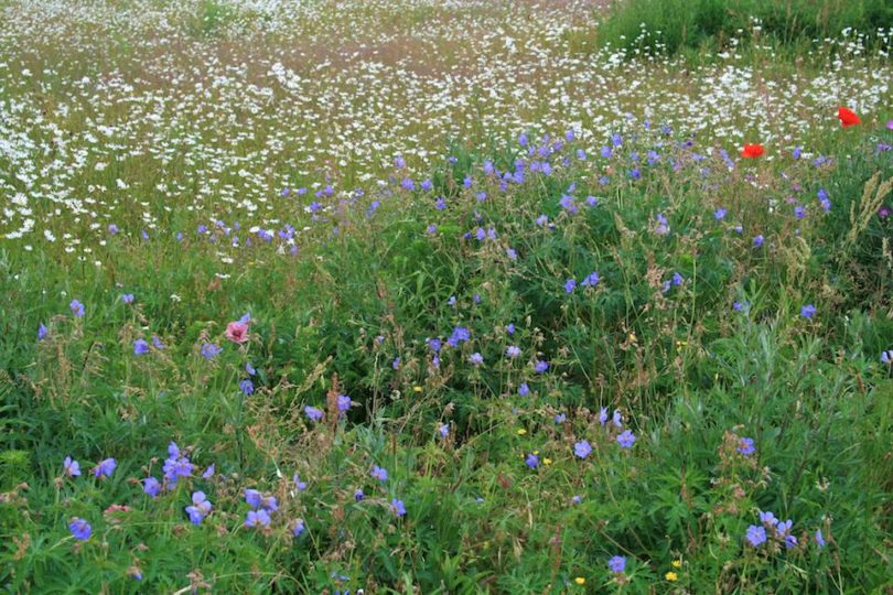 Peter Clay's stunning wild flower meadow