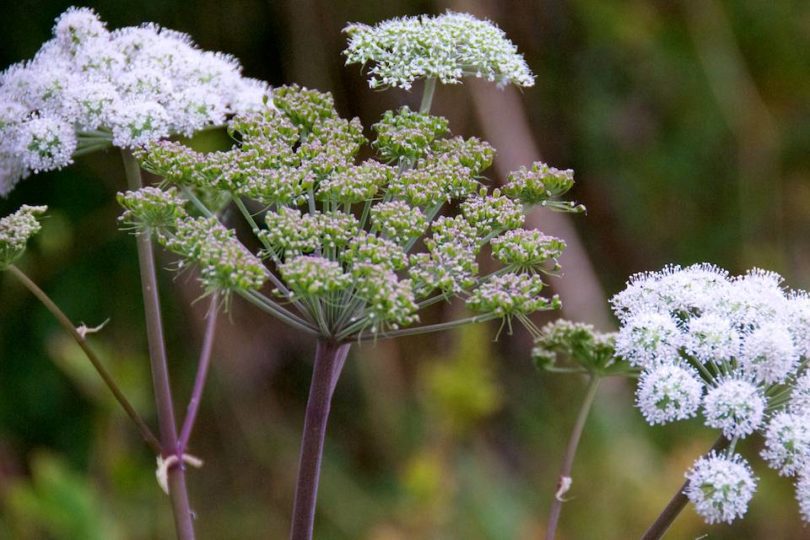 Wild Angelica