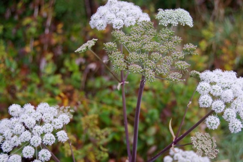 Wild Angelica