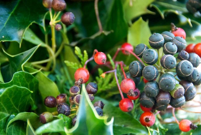 Wreath; Holly, Ivy, and Kiftgate Rose Hips