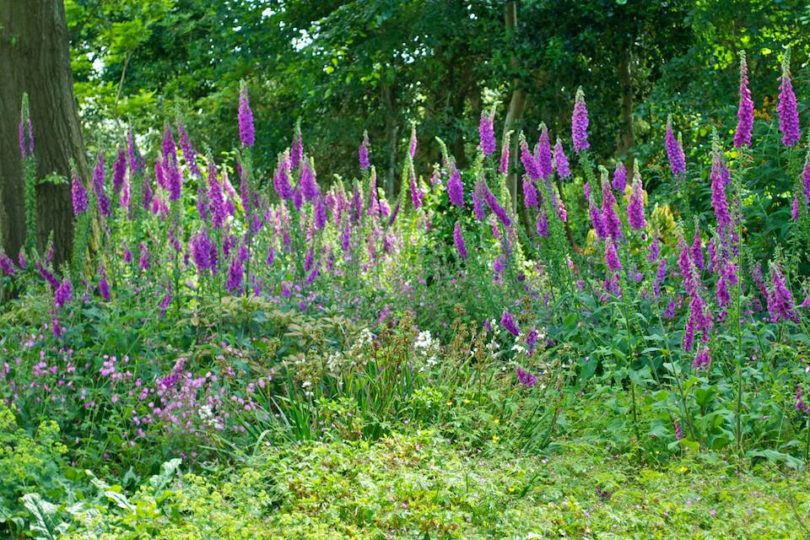 Foxgloves in Trelissick Garden, Cornwall