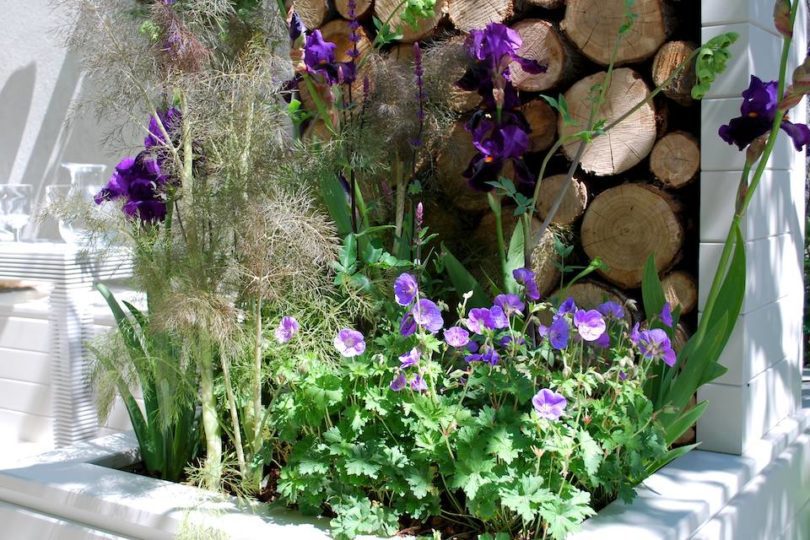 Gold medal Thrive garden 2010 RHS Chelsea