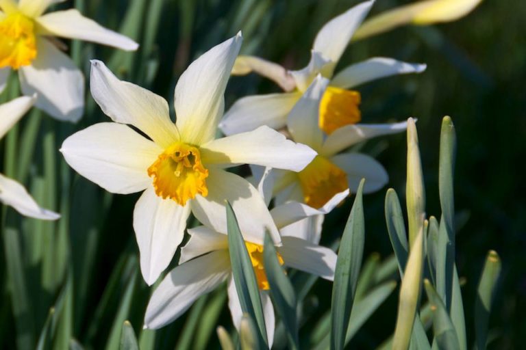 Identifying Narcissus Cultivars in the Garden