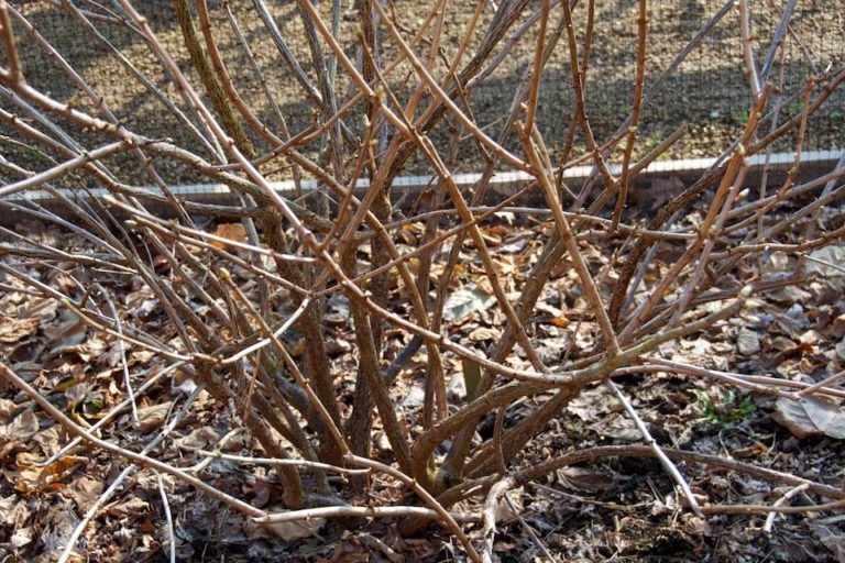 Jostaberry Worth growing? How to Prune Oxonian Gardener