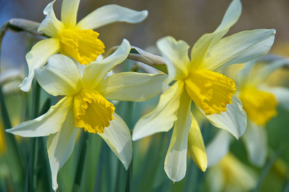 Identifying Narcissus Cultivars in the Garden