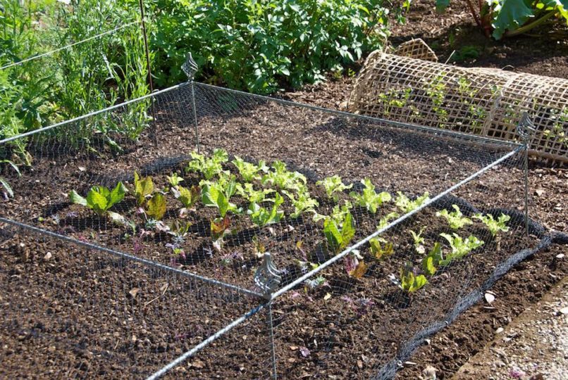 Sowing vegetables in the summer season - Oxonian Gardener