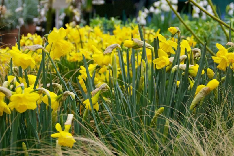 Daffodil Bulbs: RHS Unveil 12 Award-Winning Varieties For Gardens