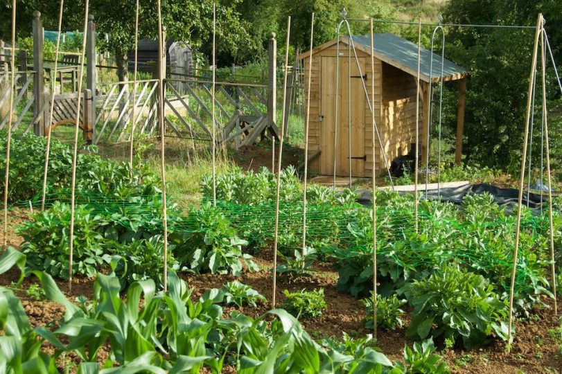 View vastly improved by lovely Forest Garden shed