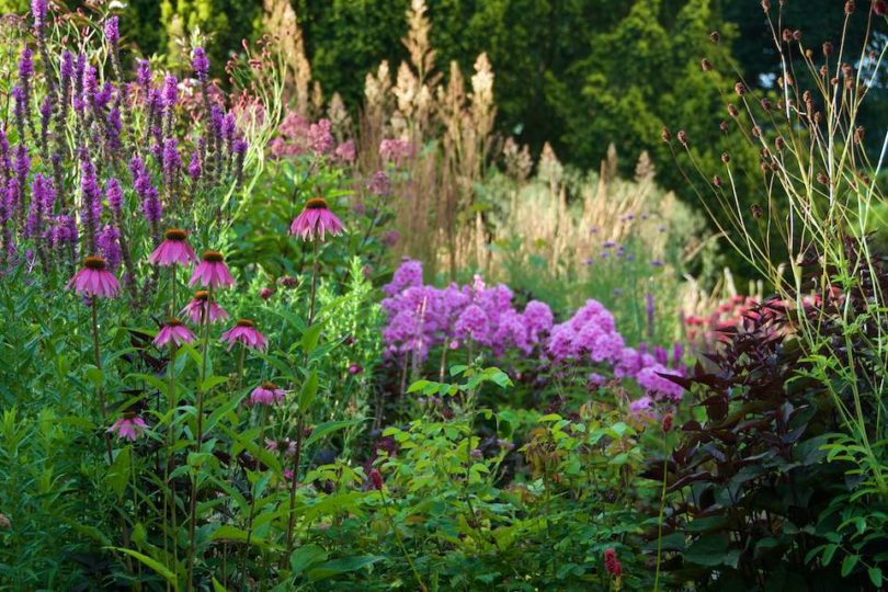 24 Pink Flowers to Add Dainty or Bold Beauty to Your Garden