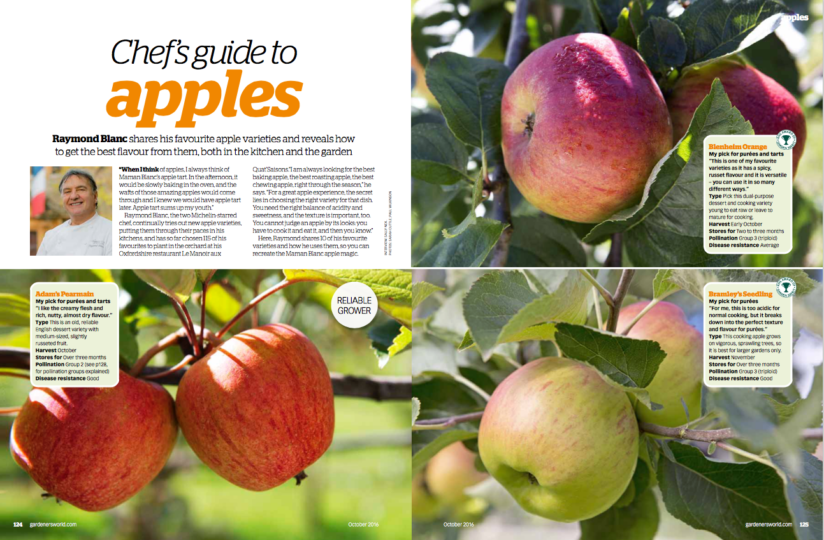 A Guide to Apples and How to Enjoy Them