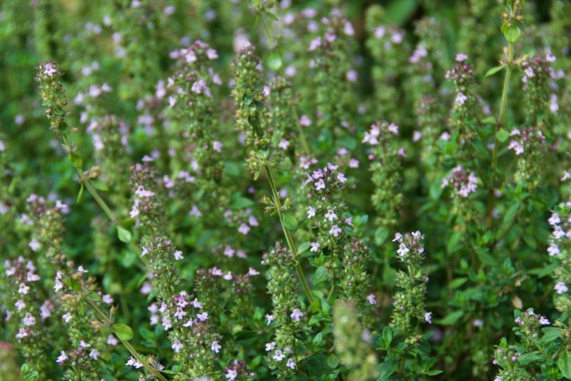 Thymus citriodorus, commonly known as lemon thyme in flower