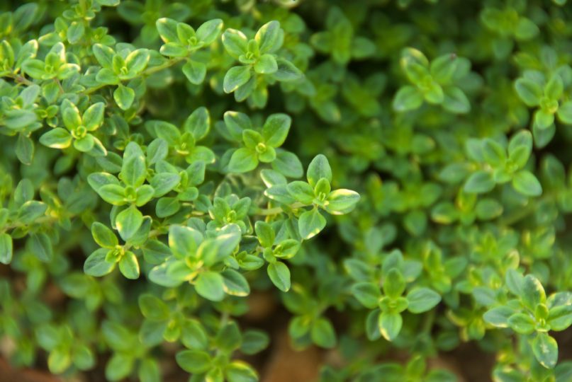 Thymus x citriodorus variegatus - variegated lemon thyme