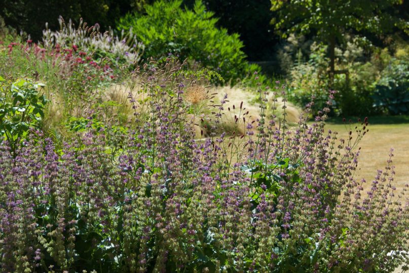 Herbaceous borders with Salvia, sanguisorba and roses