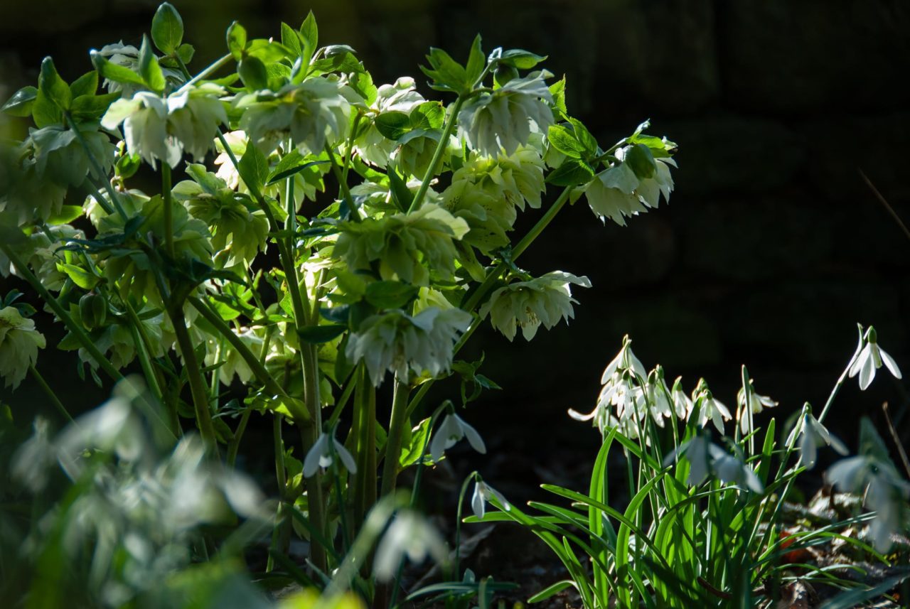 Home Oxonian Gardener