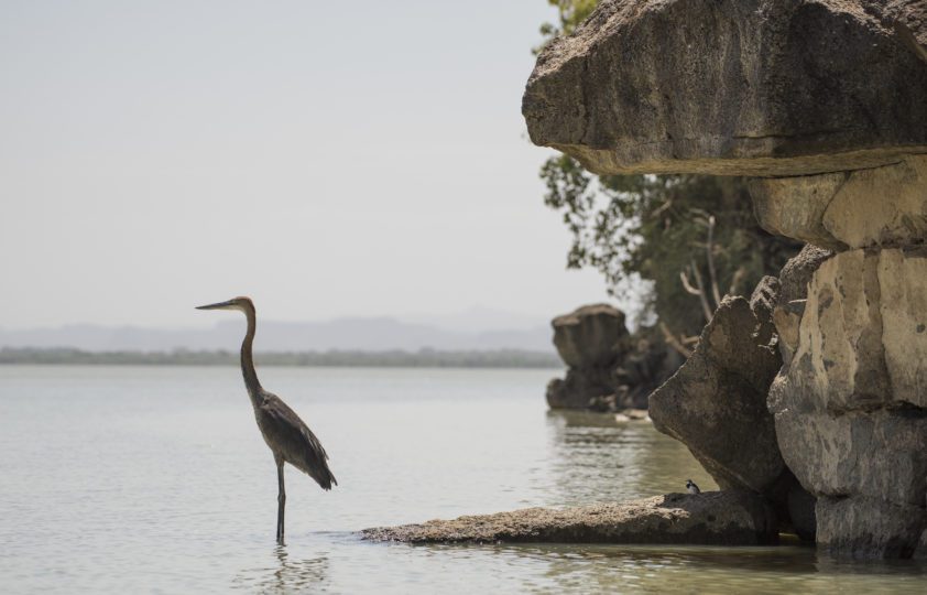 Goliath heron on the edge of Lake Baringo, Kenya