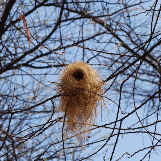 Baringo weaver nest in an acacia tree