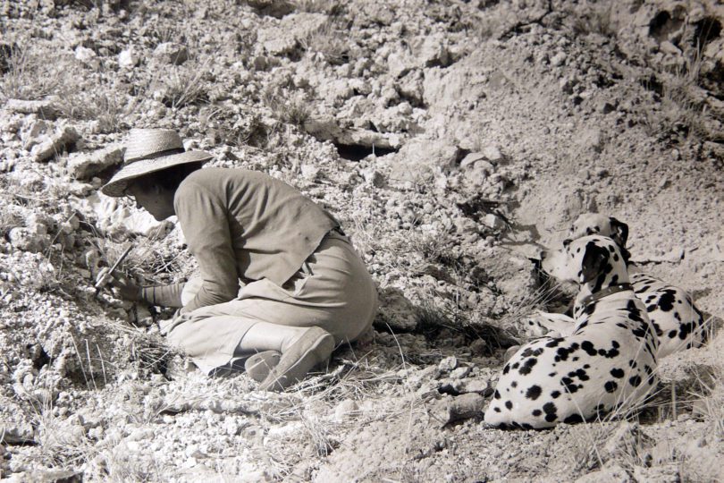 Mary Leakey digging for fossils with her dalmatians