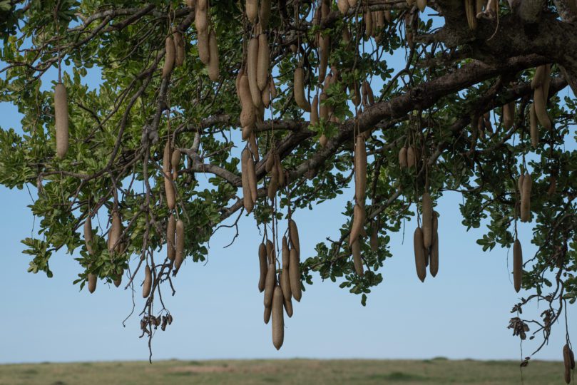 Kigelia africana fruit