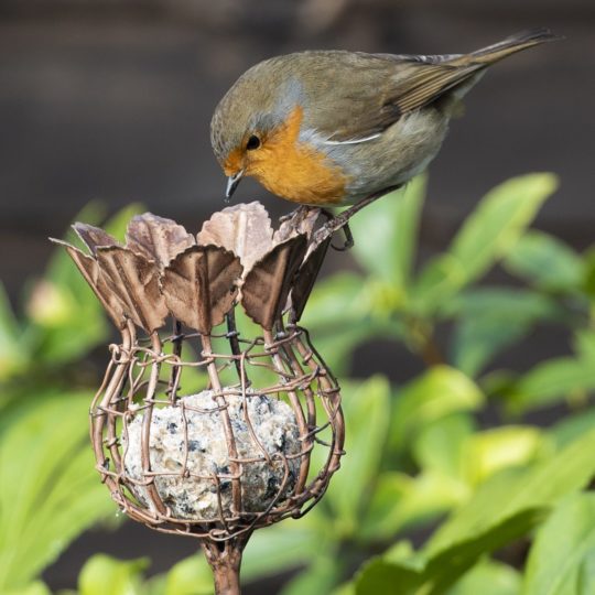 Poppy seed head fat snax feeder