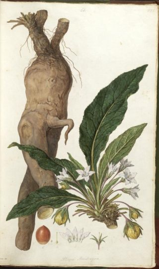 Mandrake