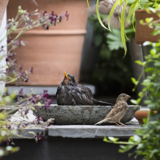 Green marble bird bath