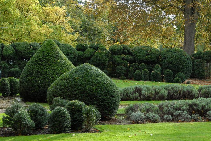 Series of yew shapes and cloud pruned hedge on front lawn