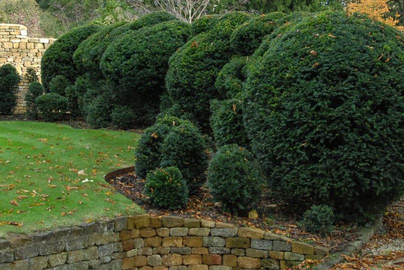 Cloud pruned yew hedge