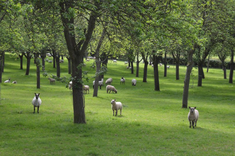 Stocktonbury Gardens