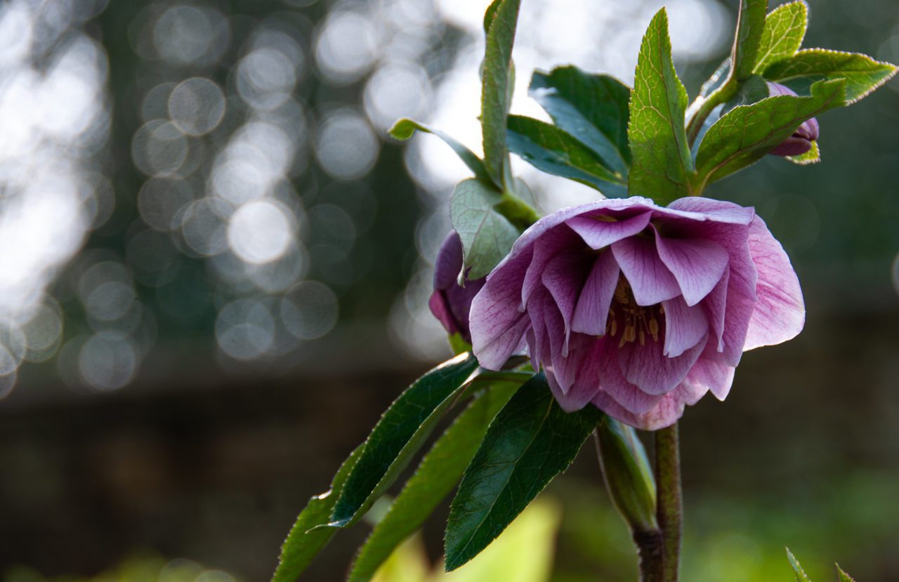 Hellebore x hybridus plant