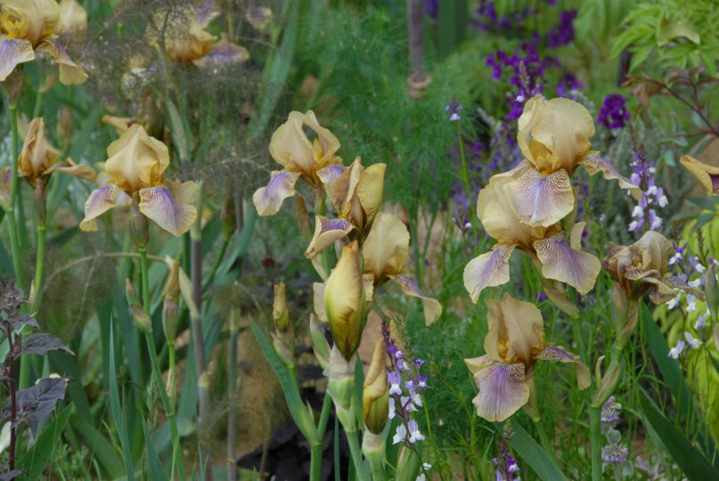 Iris Benton 'Olive' in the Sarah Price 'The Nurture Landscapes Garden'