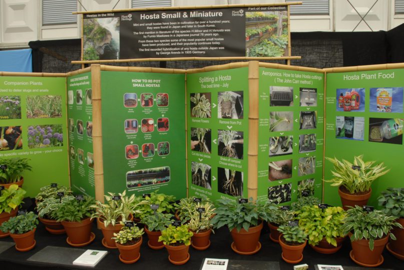 My favourite kind of RHS Chelsea stand singular variety focus - Hogarth Hostas