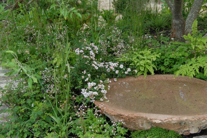 Rosa nozomi & Saxifraga x urbium