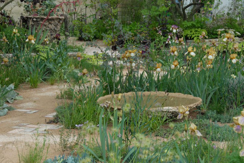 Irises ‘Benton Olive’, ‘Benton Susan’, ‘Benton Caramel’ and ‘Benton Pearl’